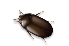 About three weeks ago, i started noticing something that i could not see jumping on my arms when i would sit on my sofa. Black Carpet Beetle Rottler Pest Solutions