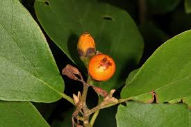Image result for Cordia sinensis
