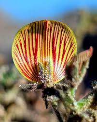 Image result for Lipocarpha rehmannii