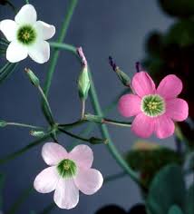 Image result for Oxalis semiloba