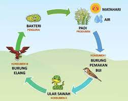 177 Contoh Rantai Makanan Pengertian Pembagian Ciri Dan Gambarnya Dari Berbagai Ekosistem Lengkap Ruangbiologi Co Id