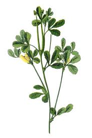 Image result for Trigonella