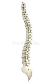 Applications that have a lot of ajax interactions are becoming more like applications in which no page refresh occurs. T Back Bone Thoracic Spine Anatomy Orthogate No Matter What The Cause When The Vertebra Slips Out Of Place It Puts Pressure On The Bone Below It Welcome To The Blog