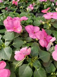 Image result for Impatiens wallerana