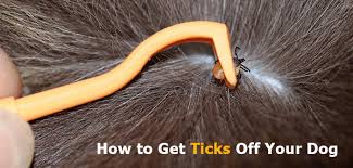 Once obtained the natural repellent to eliminate the ticks off your dog. What To Do When You Found A Tick On Your Dog Budgetpetcare