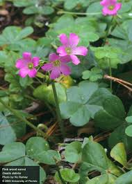 Image result for Oxalis debilis