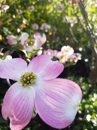 * images shown are of mature plants. Flowering Dogwood Cornus Florida Ian Barker Gardens