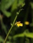 Image result for Stemodiopsis buchananii