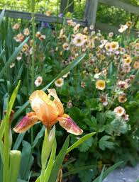A lovely form of this cottage garden classic, the low clumps of hairy lobed leaves produce lots of taller stems of apricot flowers that age to pale melon over a long period, late spring to july. Dwarf Iris Pele And Geum Mai Tai Garden Plant Pots Plants Garden Design