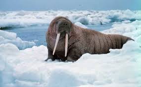 Image Gallery Life At The North Pole Arctic Animals Sea Mammal Polar Animals