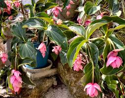 Image result for Medinilla