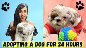 Maybe you would like to learn more about one of these? I Adopted A Dog For 24 Hours Challenge Satisfying And Emotional Youtube