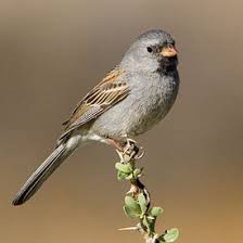 Image result for Spragueanella