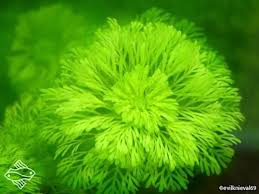 Image result for Limnophila ceratophylloides