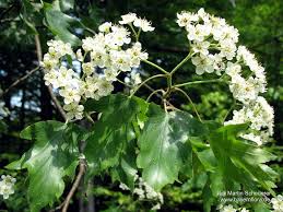 Image result for Thesium wilczekianum