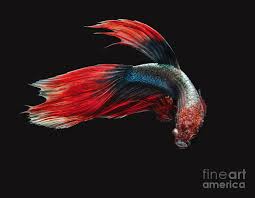 Betta fish are best known for being small, colorful pets with big personalities. Betta Veiltail Photograph By Sherry Butts
