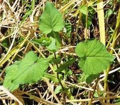 Image result for Emilia abyssinica