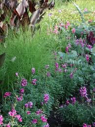 Maybe you would like to learn more about one of these? Deer Resistant Annuals Colorful Choices For Sun And Shade