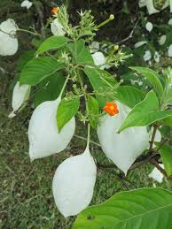 Image result for Mussaenda frondosa