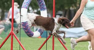 Image result for dog training
