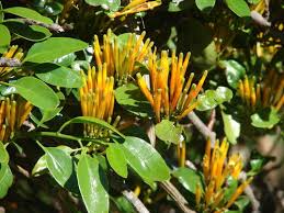 Image result for Agelanthus