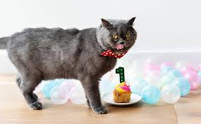 So let's go ahead and get started with cute pet name list. 185 Food Cat Names The Best Food Names For Cats
