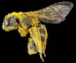 10 صور مميزة لأنواع مختلفة من نحل العسل Bee Insects Bees And Wasps