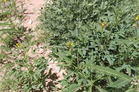 Image result for Crotalaria damarensis