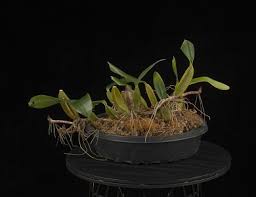 Image result for Bulbophyllum maximum