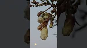 Image result for Radermachera xylocarpa