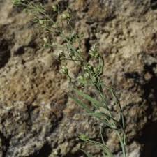 Image result for Santalaceae