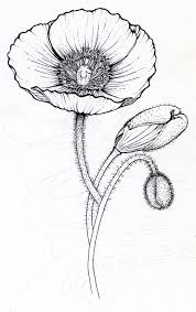 See more ideas about poppy drawing, poppy flower, poppies. Tumblr Mf225xvkfd1ronehbo1 1280 Jpg 549 869 Poppy Art Poppy Drawing Butterfly Drawing