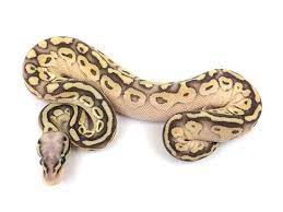 Pin On Snakes