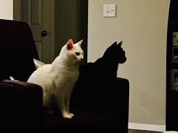 When we said there was a load of orange cat names, we weren't lion! My Black Cat Looks Like My White Cat S Shadow Mildlyinteresting