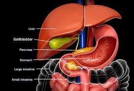Gallbladder Anatomy Illustration Gastric Cancer Gallbladder Digestive Disorders