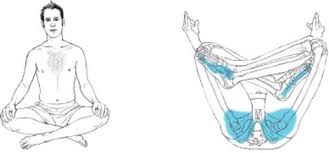 Sirsasana anatomy | yoga poses. Sitting Poses Yoga Anatomy 2nd Edition