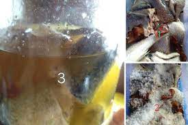 Bersihkan daging ikan, lalu lumuri dengan air perasan jeruk nipis dan garam. Cara Buat Ikan Masin Jeruk Rasa Nak Masak