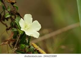 Image result for Pavonia clathrata