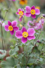 Gorgeous Fall Plants And Flowers For Your Front Yard Beautiful Flowers Garden Fall Flowers Fall Plants