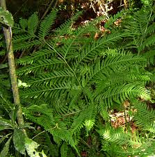 Image result for Pteris dentata