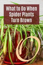 What To Do When My Spider Houseplant Turns Brown And Yellow Spider Plants Plant Care Houseplant Plant Leaves Turning Brown