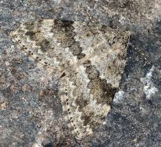 Image result for Entephria caesiata