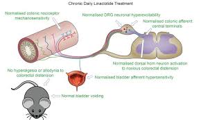 Image result for Linaclotide