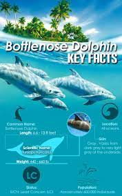 Dolphin Facts And Information Dolphin Facts Bottlenose Dolphin Facts Dolphins
