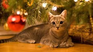 We offer an extraordinary number of hd images that will instantly freshen up your smartphone or computer. Christmas Cats Wallpapers Wallpaper Cave