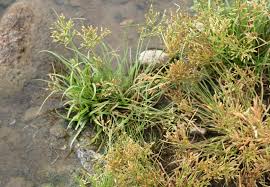 Image result for Fimbristylis complanata