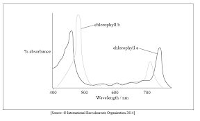 Chlorophyll absorbs red and blue light most effectively and reflects green light more than other colours. Https Www Ibdocuments Com Ib 20questionbanks 4 20fourth 20edition Questionbank Ibo Org En Teachers 00000 Questionbanks 43 Dp Biology Questions 90384 Html