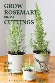 Image result for rosemary cuttings