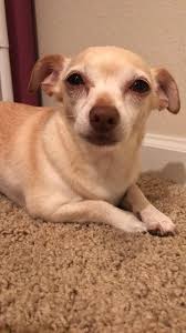 We did not find results for: Floppy Eared Molly Chihuahua