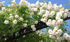 We did not find results for: Climbing Plants 220 From 9 99